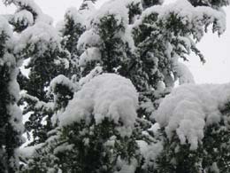 neve del 7 marzo 2004 6